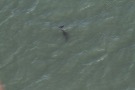 Missing Picture